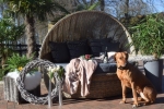 Sonneninsel Polyrattan Gartenliege